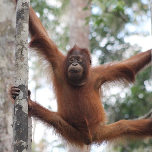Jungle river cruise and Orangutan tour Borneo with air conditioned houseboat 3D2N Jungle river cruise and Orangutan tour Borneo with air conditioned houseboat 3 days 2 nights trip Jungle river cruise and Orangutan tour Borneo with air conditioned houseboat in Tanjung Puting National Park - Pangkalan Bun for 3 days 2 nights holiday trip Ijen to Bromo Tour