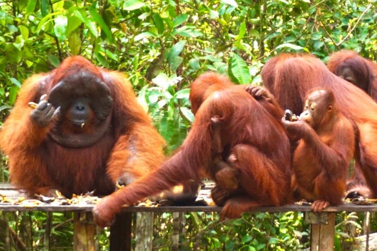 Borneo Orangutan tour, and continues to do Java to Bali holiday trip package 14D13N Borneo Orangutan tour, and continues to do Java to Bali holiday trip package 14D Borneo orangutan tour with jungle river cruise with houseboat/ Klotok, then continues to do popular holiday trip package of Java to Bali tours 14D13N Ijen to Bromo Tour